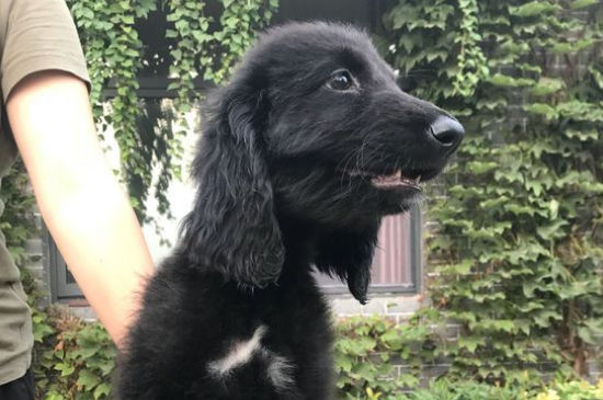 阿富汗猎犬可以喂生肉吗