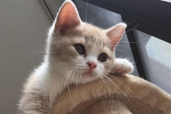 猫咪老咬人可以打嘴吗