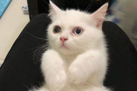 猫咪耳朵脏