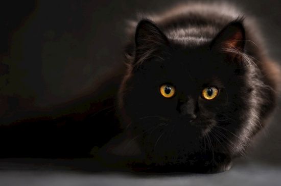 猫舔头发有什么坏处