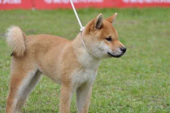 为什么养秋田犬的人很少