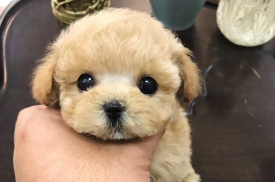 茶杯犬为什么不能养
