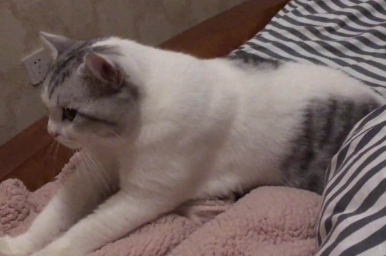猫踩奶后腿颤抖怎么回事