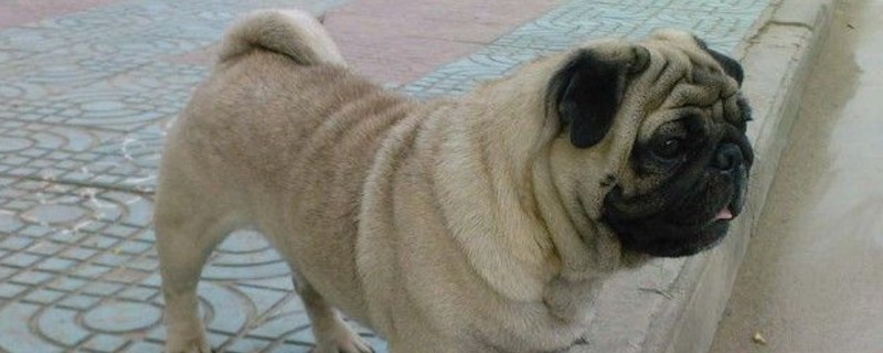 巴哥犬肚子变黑还会白吗