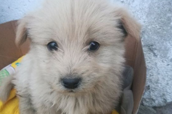狗粮需要泡吗