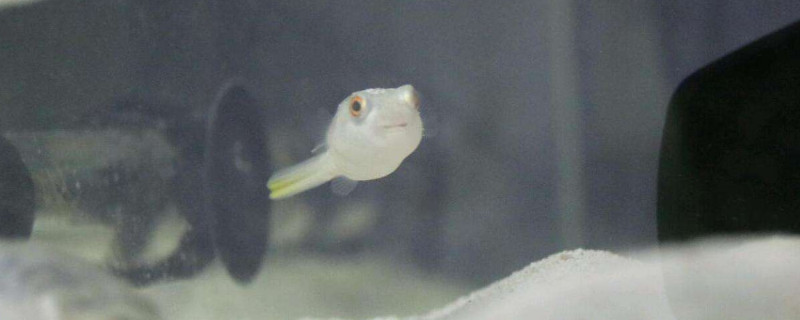 狗头鱼可以和什么一起养