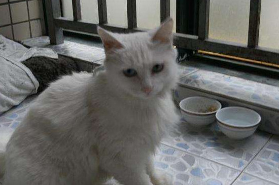 想把猫丢了怎么办