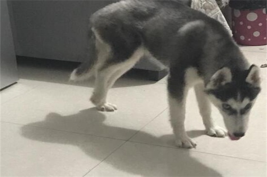 狗狗骨折了会自己好吗
