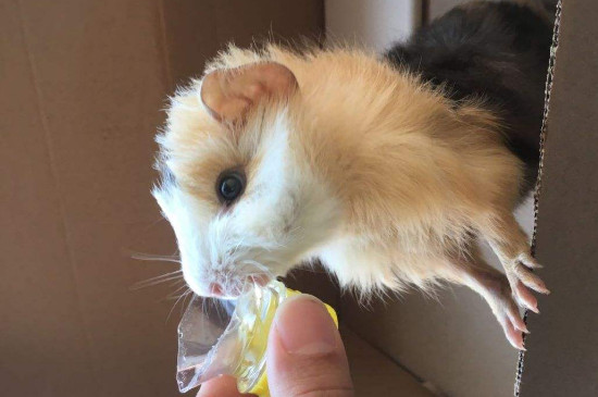 荷兰猪和金丝熊有什么区别
