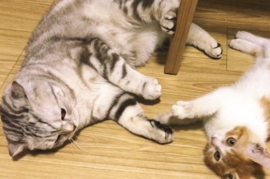 母猫和公猫不合的表现