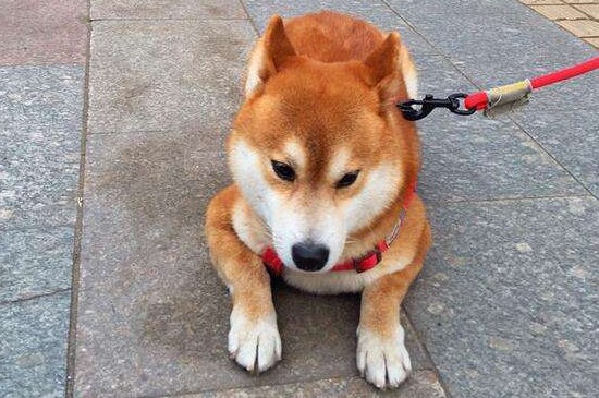 柴犬拉稀怎么办，造成柴犬腹泻的3种原因和处理方法