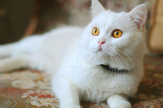 猫蜷缩睡觉什么意思