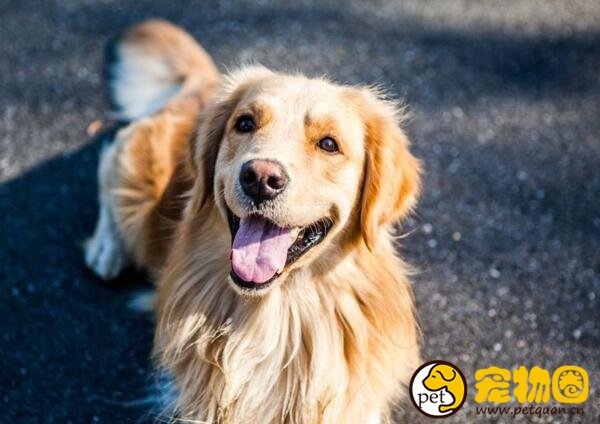 怎么教教狗狗定点大小便，掌握正确的方法后并不难