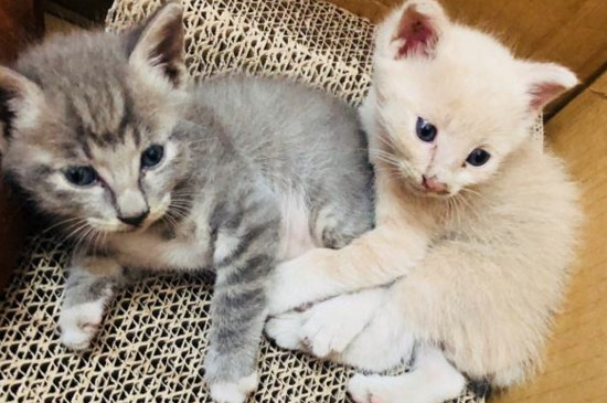 两个月的小土猫吃什么