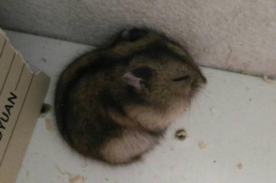 仓鼠绳子怎样戴