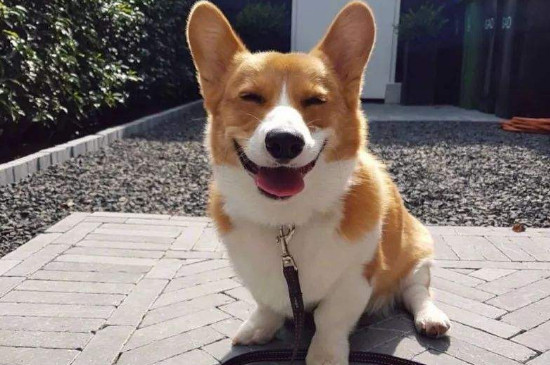 狗狗惩罚后多久去安抚