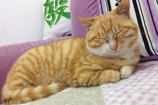 被猫抓伤多久打针有效