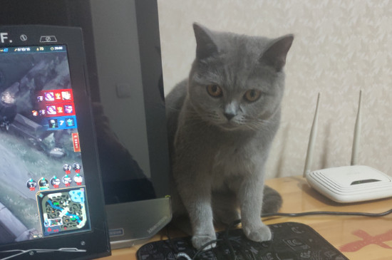 2,3个月小猫可以吃什么