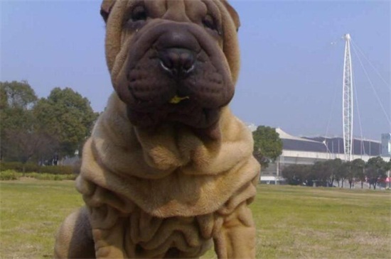 沙皮狗和八哥犬的区别