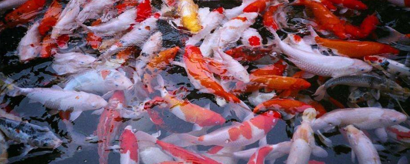 锦鲤身体发红怎么回事