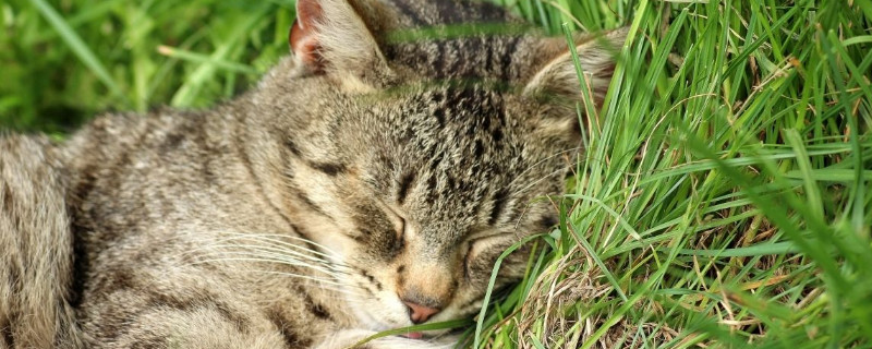 猫怕绿色吗