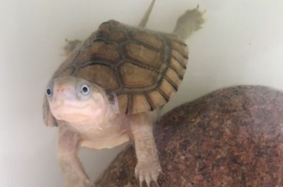 乌龟发情期有什么症状