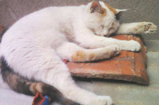 猫感觉困了有什么表现