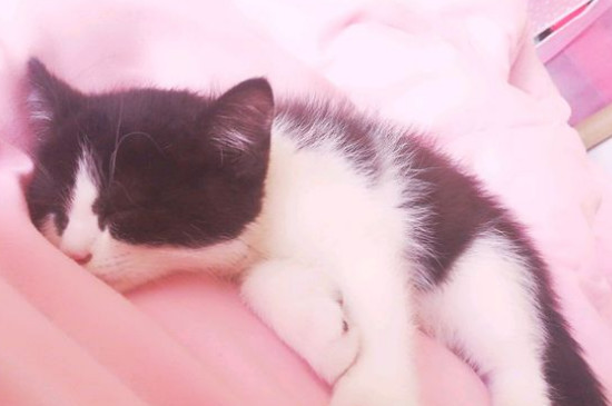 养猫的好处和坏处，养猫久了能变得爱干净但爱花钱