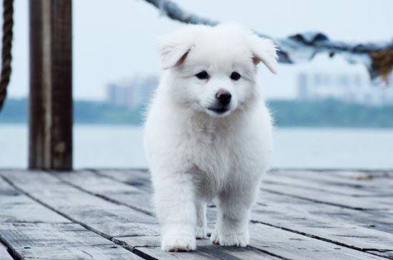 萨摩耶幼犬吃多少狗粮，每天吃体重4%左右的狗粮