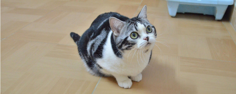 纯种猫容易生病吗
