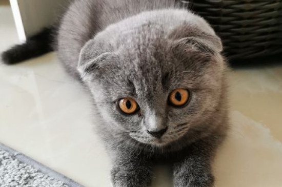 如何照顾折耳猫