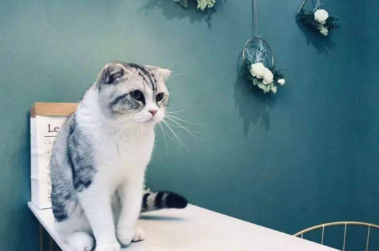 猫流产了肚子还有猫吗