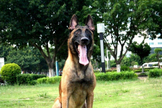 为什么养马犬的人少，4个缺点导致马犬没人养