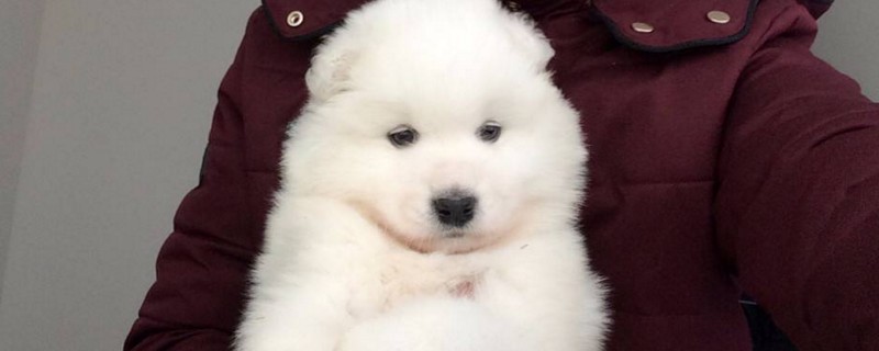 幼犬萨摩耶不能吃什么