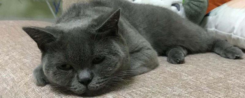 猫流产会流几天血，猫咪流产要怎么处理