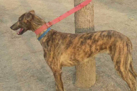 格力犬每天怎么溜