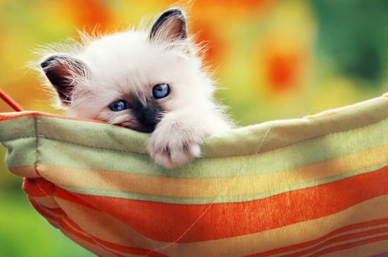 猫在猫砂盆边缘拉屎