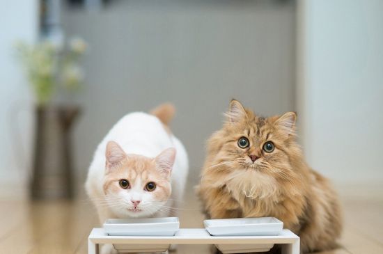 猫怎么判断是尿路感染