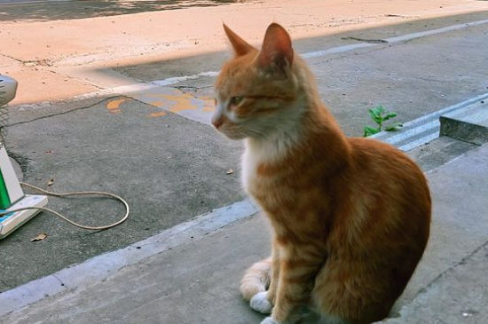 刚捡的流浪猫能洗澡吗