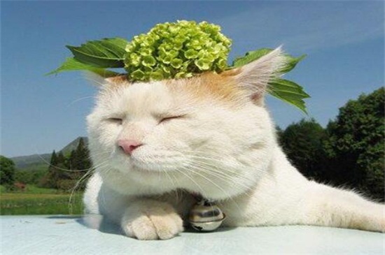 如何杜绝猫爬床上