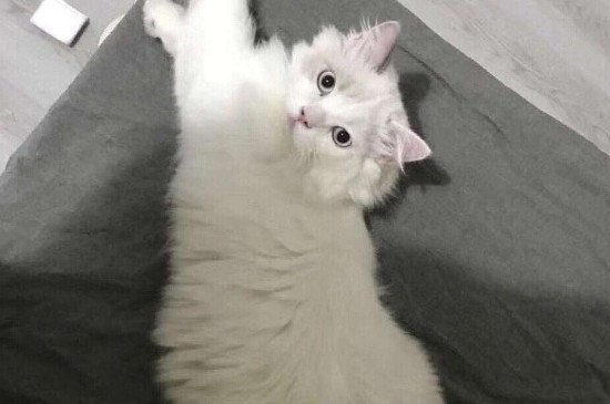 长毛猫怎么打理毛发