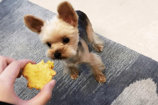 狗狗零食吃多了会怎样