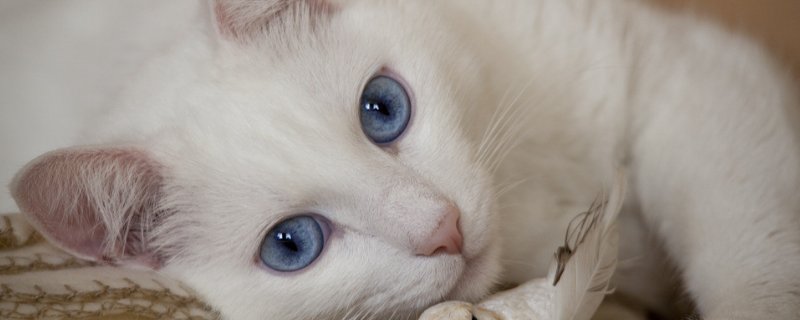 猫身体僵硬还能救活吗