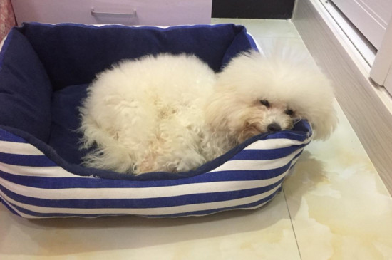 小狗洗完澡一直在睡觉