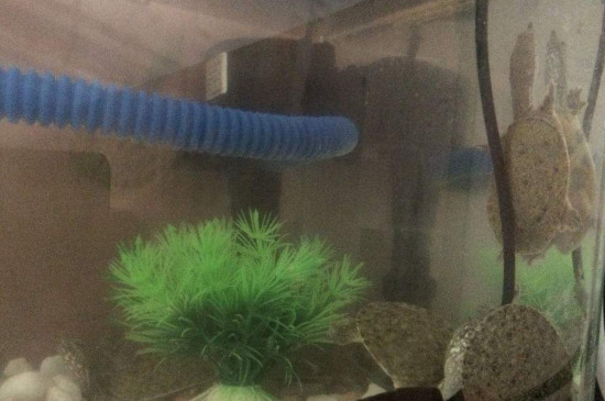 鱼缸养甲鱼会淹死吗
