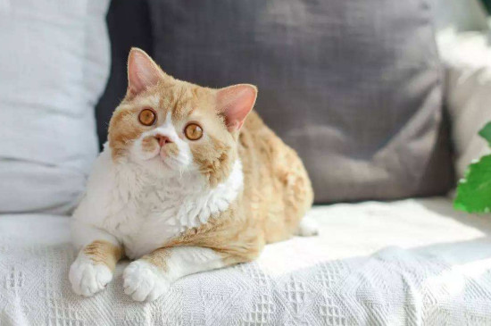 猫咪多大可以洗澡