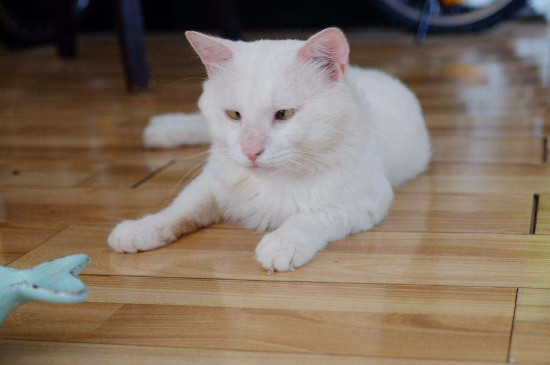 未绝育的公猫可以养在一起吗