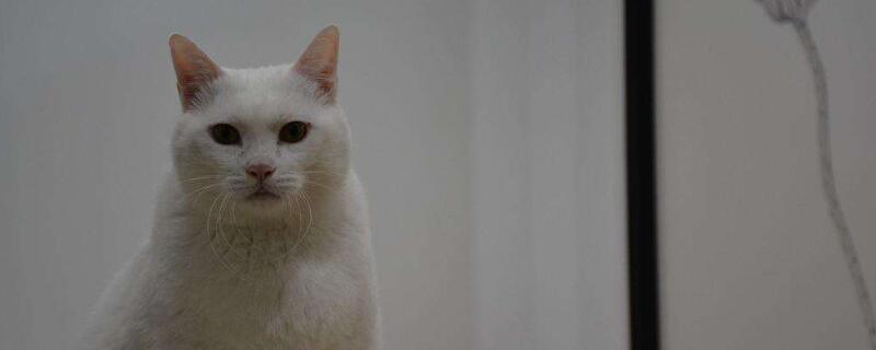 猫进家门预示着什么