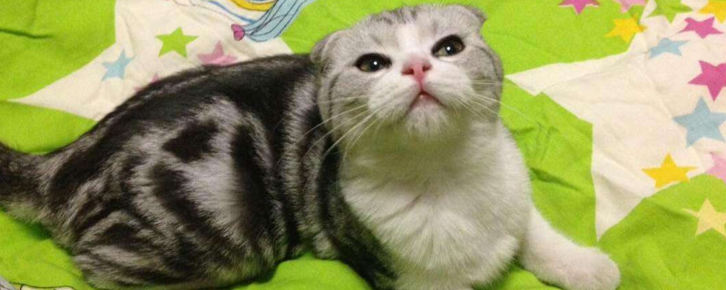 母猫尿血是什么原因