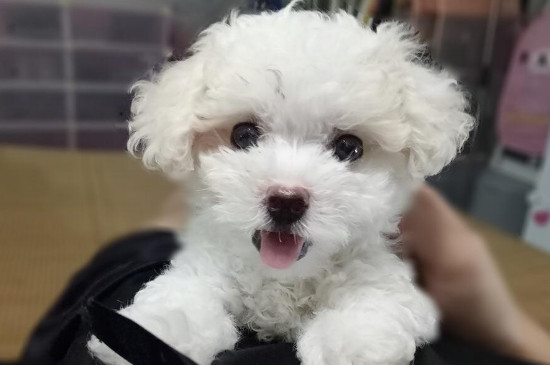 狗狗像气管里有东西怎么办